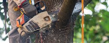 Best Emergency Tree Removal  in Brookside Village, TX