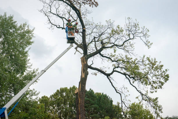 Best Root Management and Removal  in Brookside Village, TX