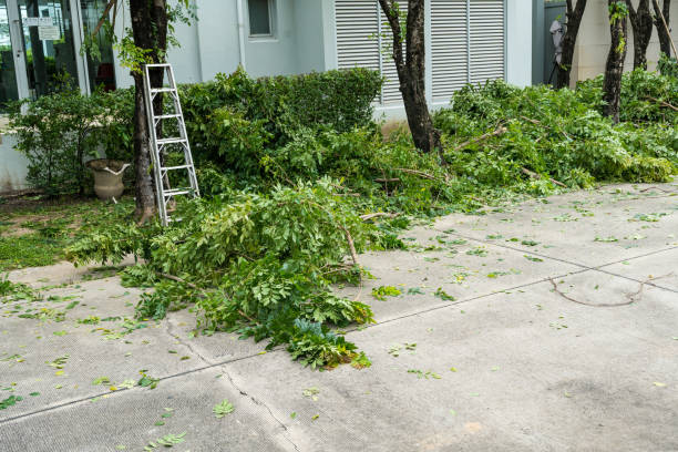 Best Palm Tree Trimming  in Brookside Village, TX