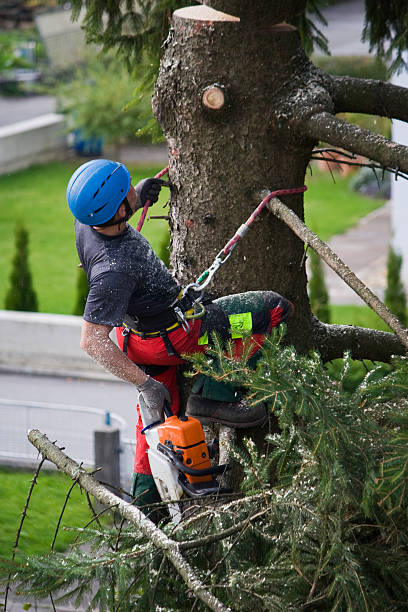 Organic Lawn Care Solutions in Brookside Village, TX