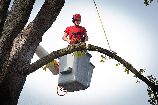 Best Stump Grinding and Removal  in Brookside Village, TX