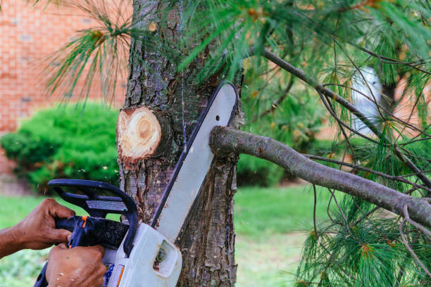 How Our Tree Care Process Works  in  Brookside Village, TX